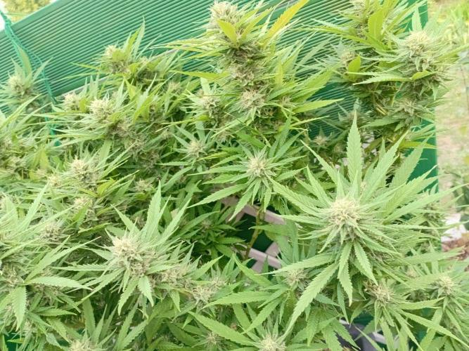 Strength and Medical Mass. Week 30