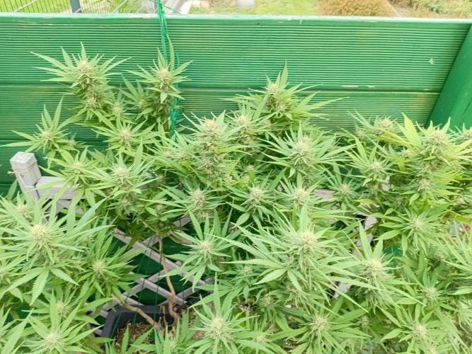 Strength and Medical Mass. Week 30