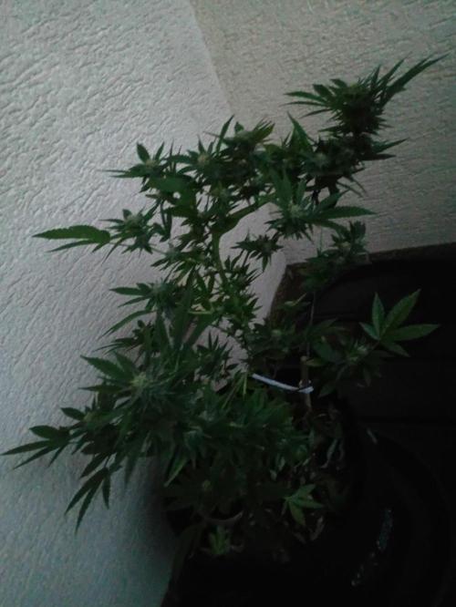 Bubblegum XL. Week 13
