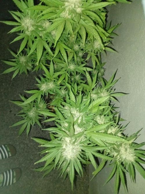 Green Thumbs at the Traphouse. Week 17