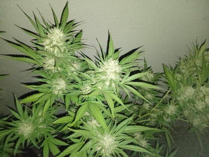 Green Thumbs at the Traphouse. Week 17