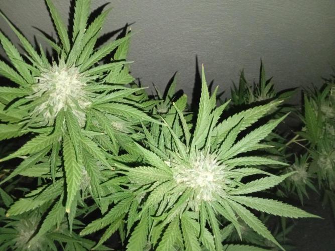 Sugar Black Rose Fast Version. Week 17