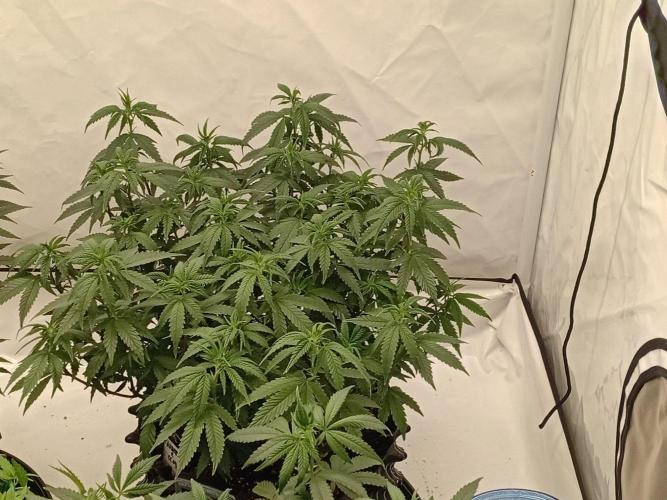 Ayyy Caramba, Mr. Bumblebee! 😹🐝. Week 14