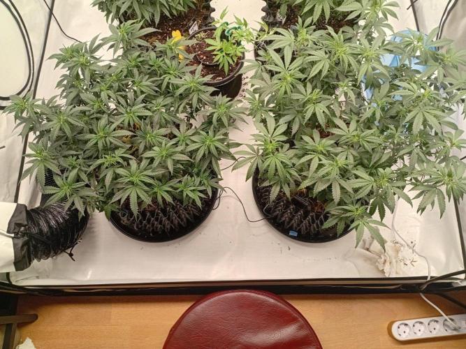Luzid Mendo Crème Dream 🍦😺. Week 14
