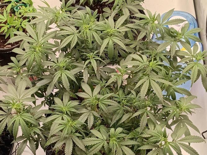 Luzid Mendo Crème Dream 🍦😺. Week 14