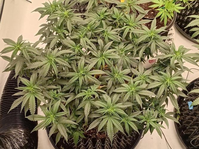 Luzid Mendo Crème Dream 🍦😺. Week 14