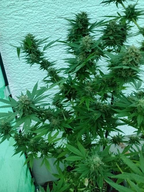 Photosynthesis on the Burnerphone. Week 17