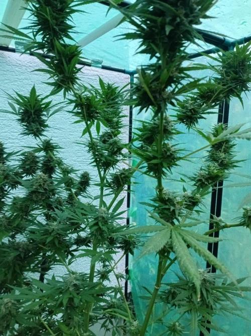 Between Growth and Madness. Week 17