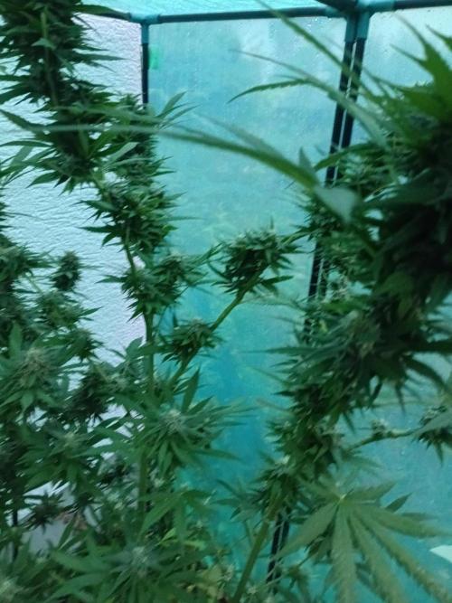 Between Growth and Madness. Week 17