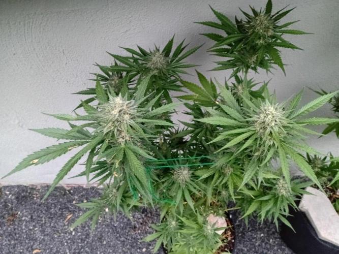 I know what you planted last summer. Week 17