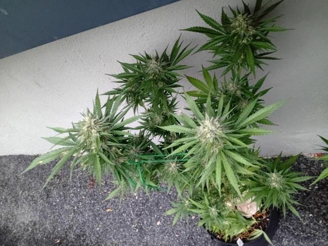 I know what you planted last summer. Week 17