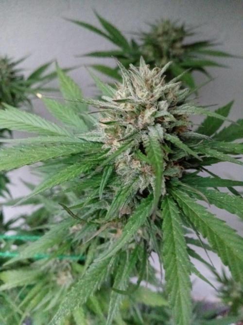 I know what you planted last summer. Week 17