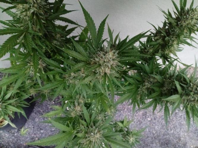 Green Thumbs at the Traphouse. Week 17