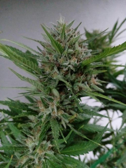 Green Thumbs at the Traphouse. Week 17
