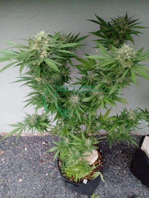 I know what you planted last summer. Week 17