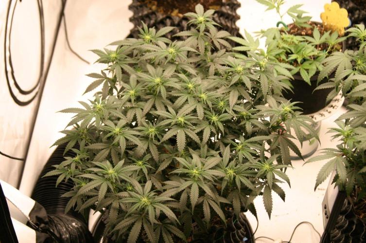 Luzid Mendo Crème Dream 🍦😺. Week 15