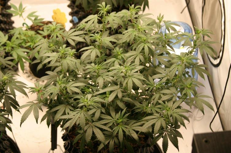Luzid Mendo Crème Dream 🍦😺. Week 15