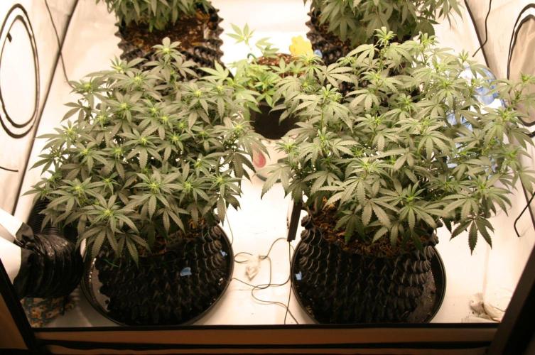 Luzid Mendo Crème Dream 🍦😺. Week 15