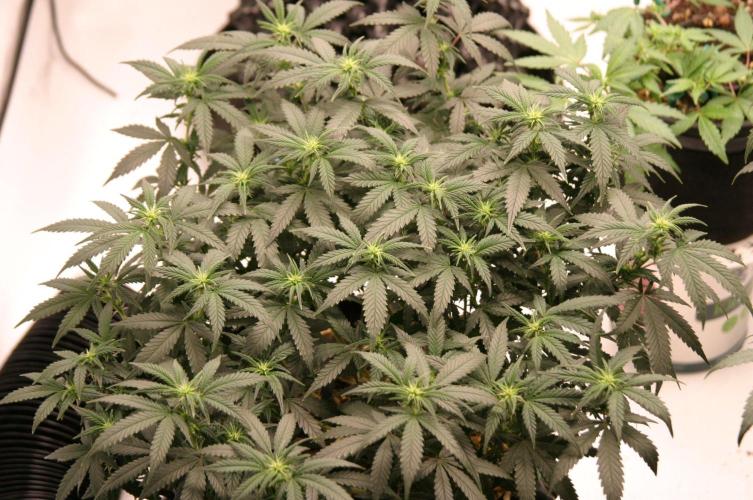 Luzid Mendo Crème Dream 🍦😺. Week 15