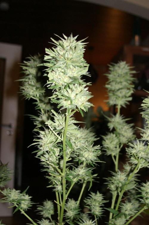 I know what you planted last summer. Week 18