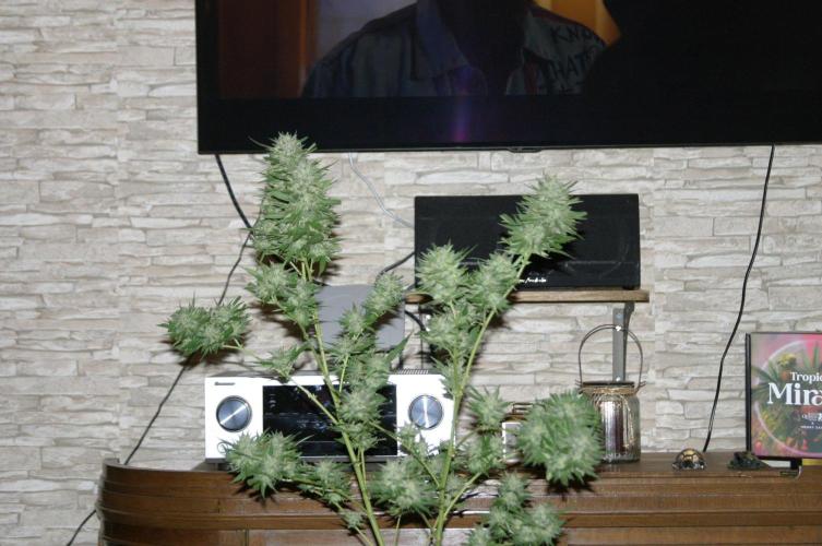 Green Thumbs at the Traphouse. Week 18