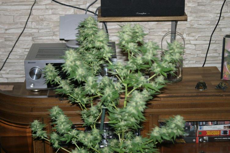 Photosynthesis on the Burnerphone. Week 19
