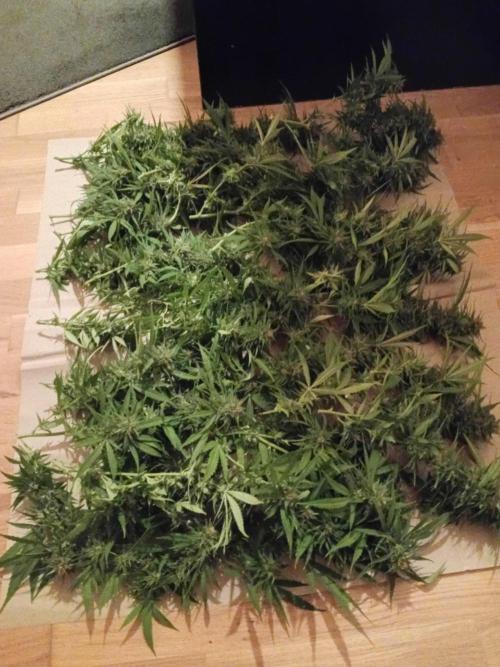Strength and Medical Mass. Week 32