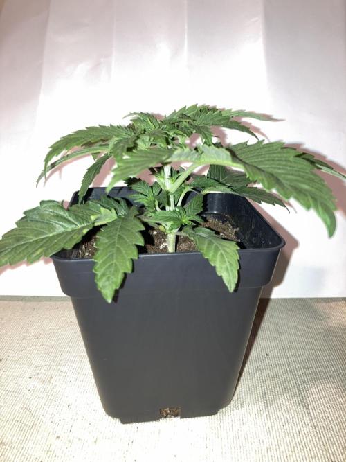 AK-47. Week 2 - 02.01.26