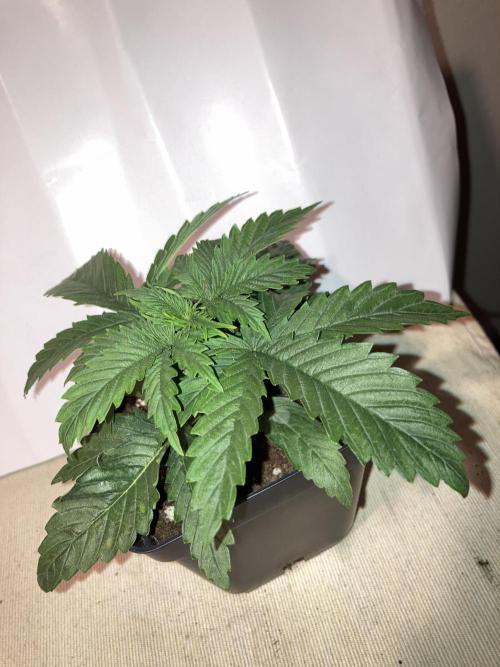 AK-47. Week 2 - 02.01.26