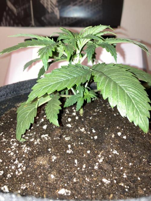 AK-47. Week 2 - 04.01.26

Umgetopft in 8 l Stofftöppe