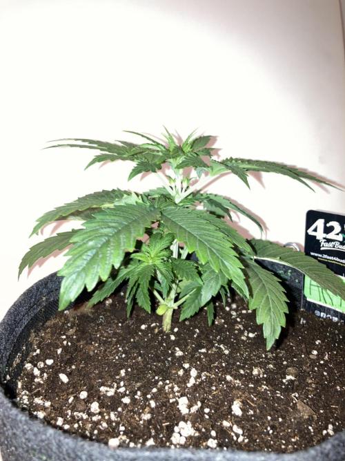 AK-47. Week 3 - 07.01.26