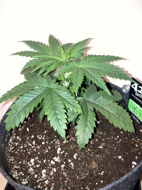 AK-47. Week 3 - 07.01.26