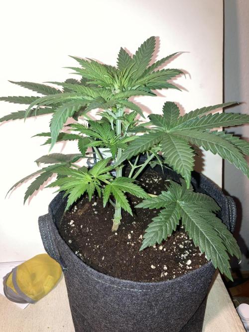 AK-47. Week 4 - 13.01.26