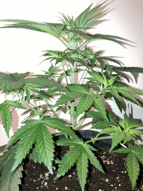 AK-47. Week 4 - 17.01.26
- Blätter werden heller…nächstes Gießen mit 1 Blütewoche-Schema A.N.