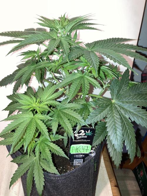 AK-47. Week 5 - 20.01.26