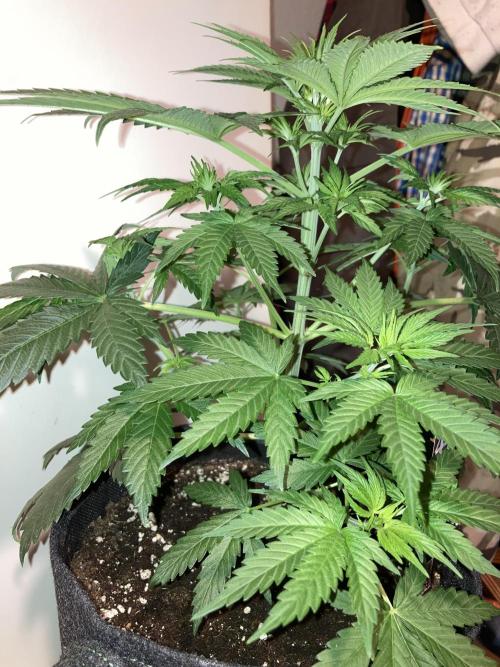 AK-47. Week 5 - 20.01.26