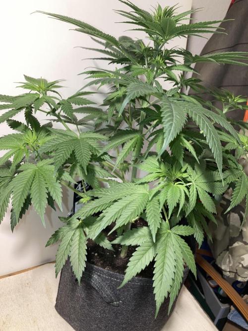 AK-47. Week 6 - 27.01.26