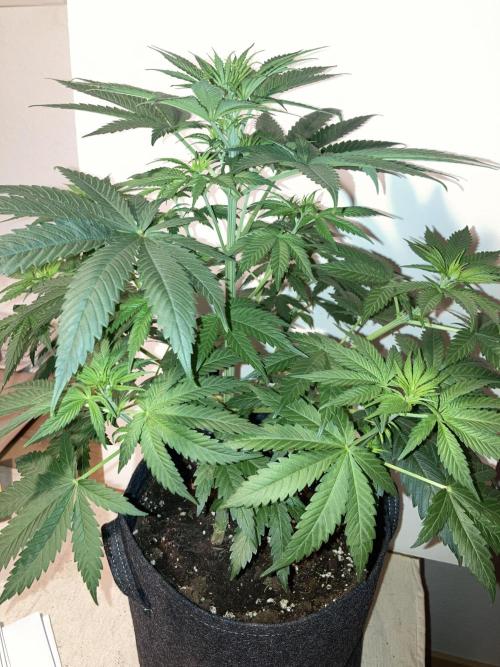 AK-47. Week 6 - 27.01.26