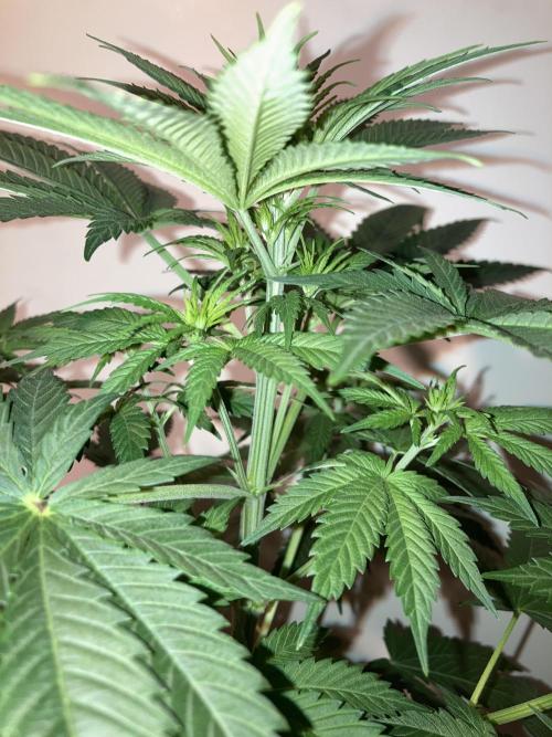 AK-47. Week 6 - 27.01.26