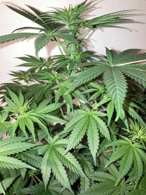 AK-47. Week 7 - 03.02.26