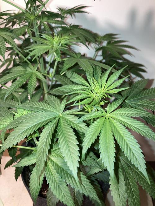 AK-47. Week 7 - 03.02.26