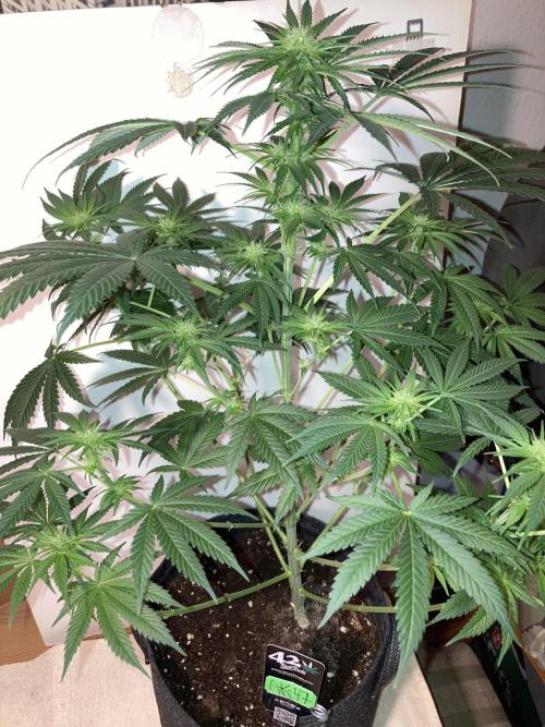 AK-47. Week 8 - 09.02.26