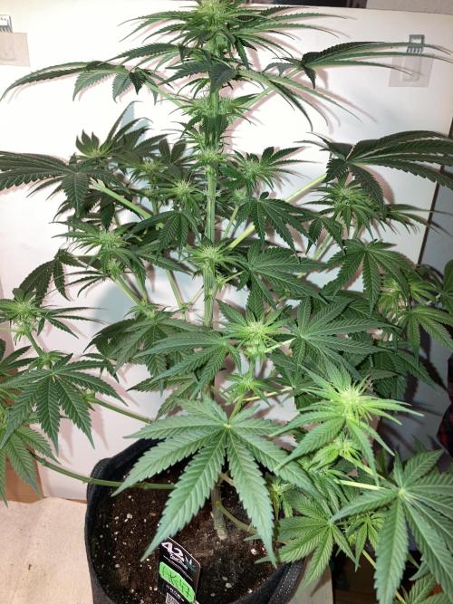 AK-47. Week 8 - 09.02.26