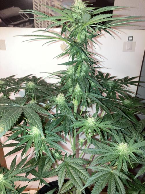 AK-47. Week 9 - 17.02.26
