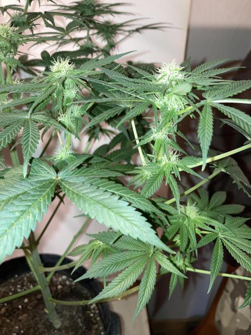 AK-47. Week 9 - 17.02.26