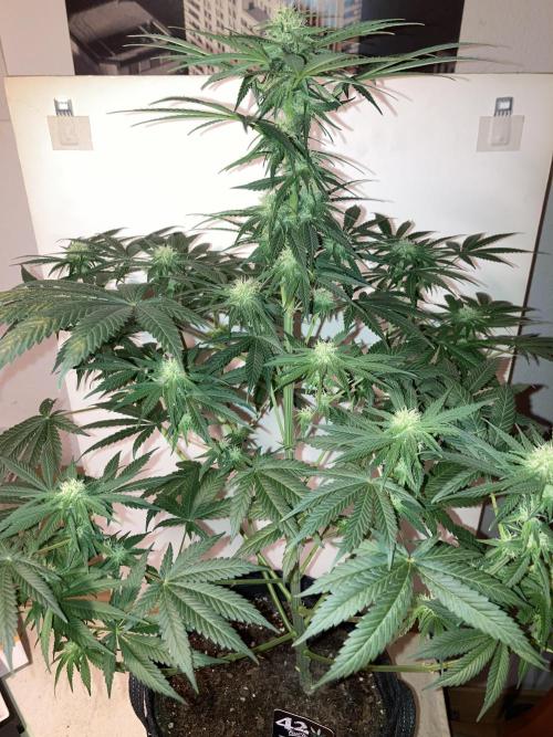 AK-47. Week 9 - 17.02.26