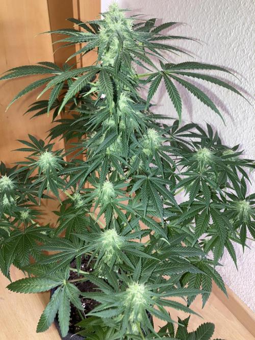 AK-47. Week 10 - 23.02.26