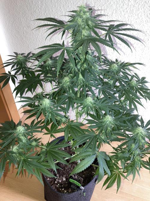 AK-47. Week 10 - 23.02.26