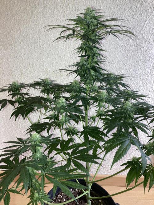 AK-47. Week 10 - 23.02.26