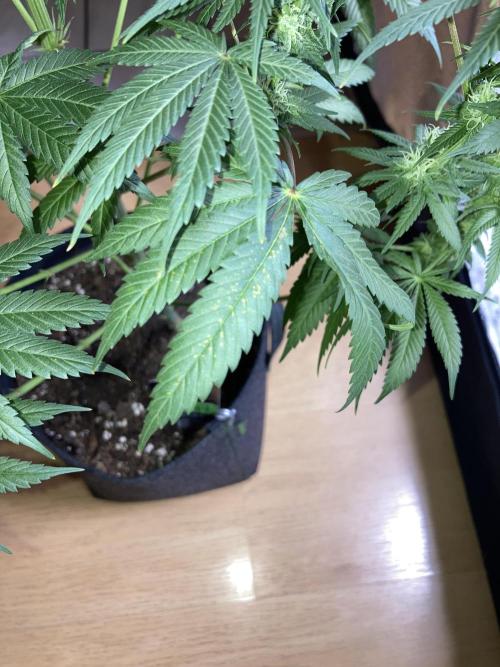 AK-47. Week 10 - 23.02.26